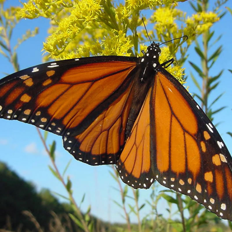 Monarch Butterfly