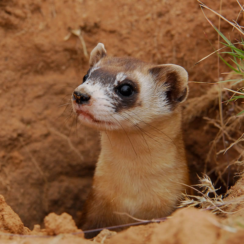 Black-footed Ferret