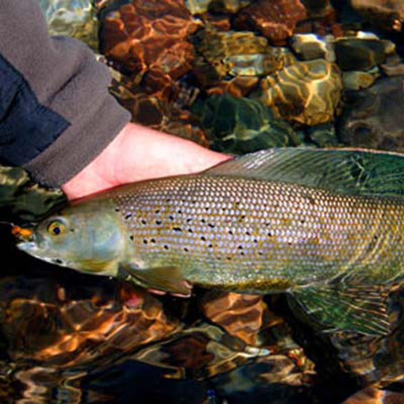 Arctic Grayling