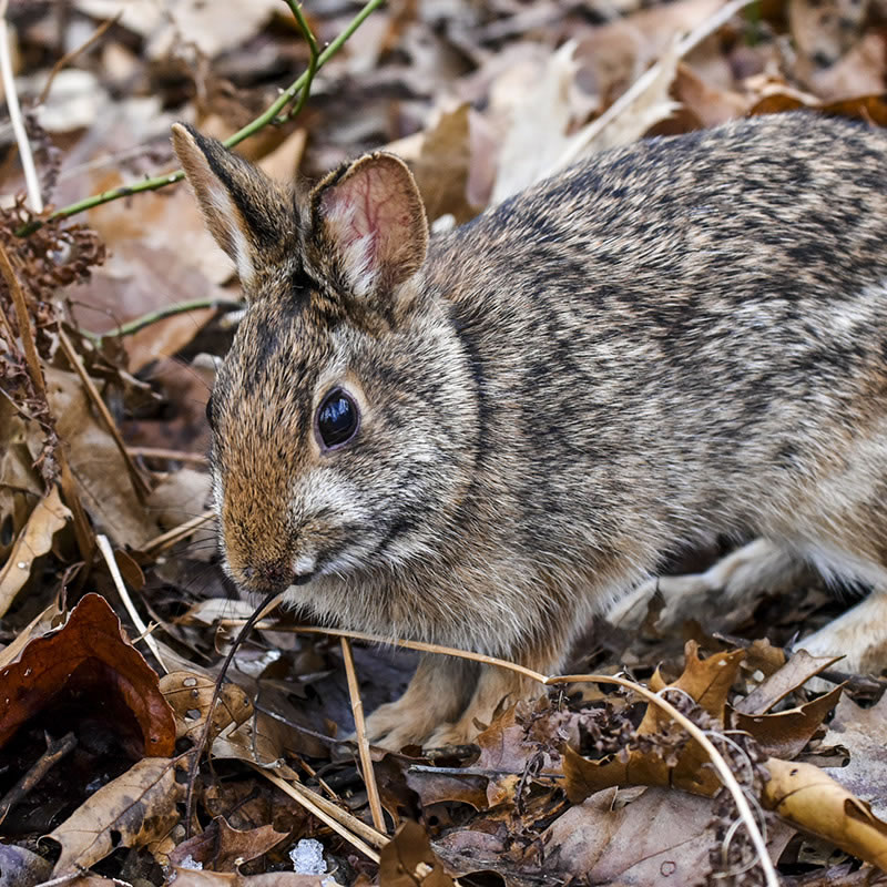 New England Cottontail