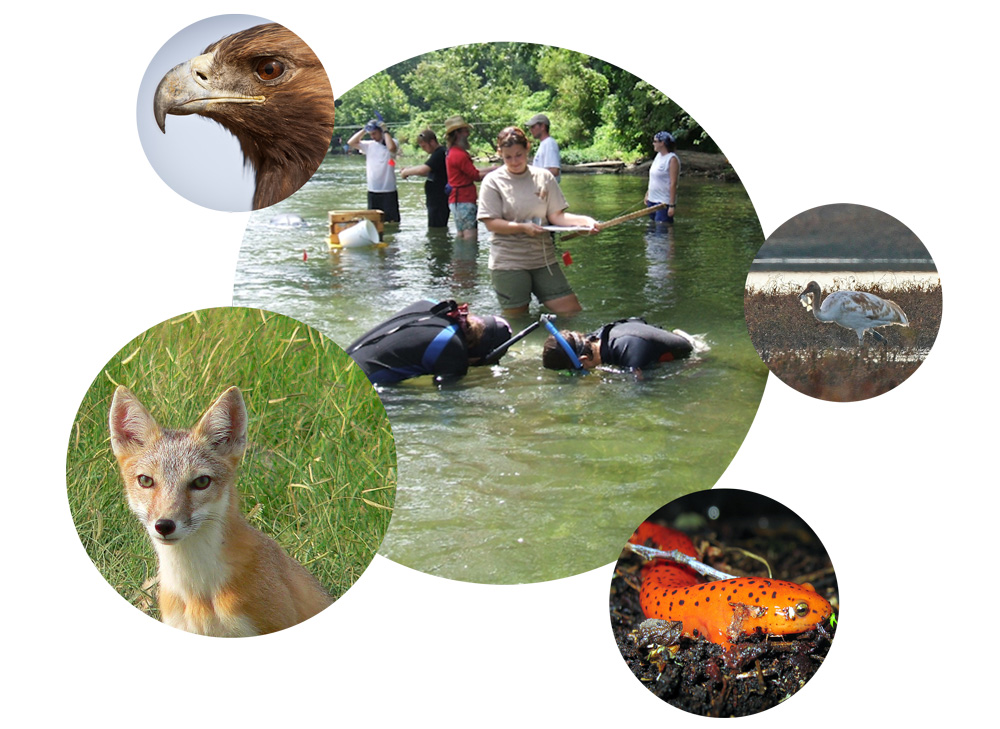 Responsible Recreation with an eagle, a fox, an amphibian, and a heron